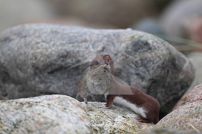 Least Weasel (Mustela nivalis) with caught Field Vole at Vestjylland in Denmark. stock-image by Agami/Helge Sorensen,