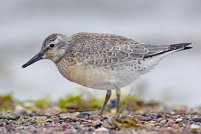 Kanoet; Red Knot stock-image by Agami/Markus Varesvuo,