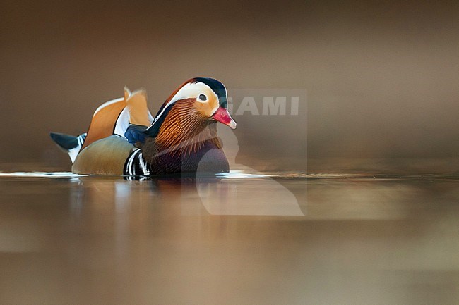 Drake Mandarin Duck (Aix galericulata) in Germany. stock-image by Agami/Ralph Martin,