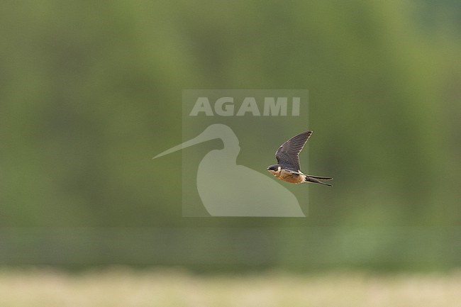 Red-breasted Swallow (Cecropis semirufa) in flight against a green background at Helsingør, Denmark (1st record for Europe) stock-image by Agami/Helge Sorensen,