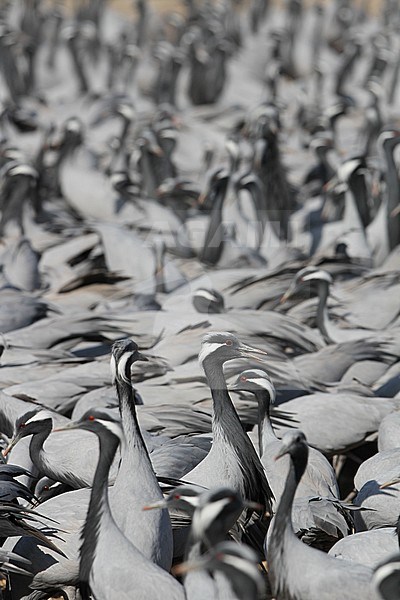 Jufferkraan; Demoiselle Crane (Anthropoides virgo) stock-image by Agami/James Eaton,