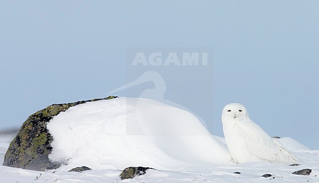 Mannetje Sneeuwuil in de sneeuw, Male Snowy Owl in the snow stock-image by Agami/Markus Varesvuo,