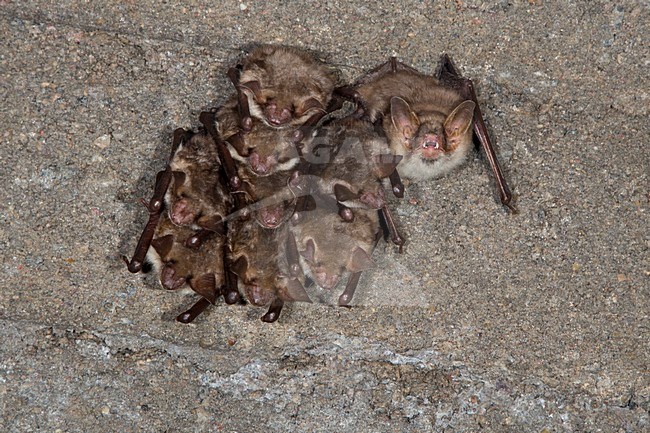 Vale vleermuizen in winterslaap, Greater Mouse Eared Bats in hibernation stock-image by Agami/Theo Douma,