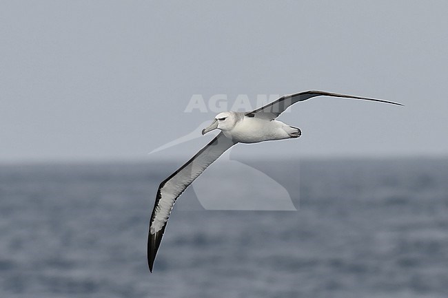 Shy Albatross, Thalassarche cauta, at sea between South Georgia and Gough, in the Southern Atlantic ocean. stock-image by Agami/Laurens Steijn,