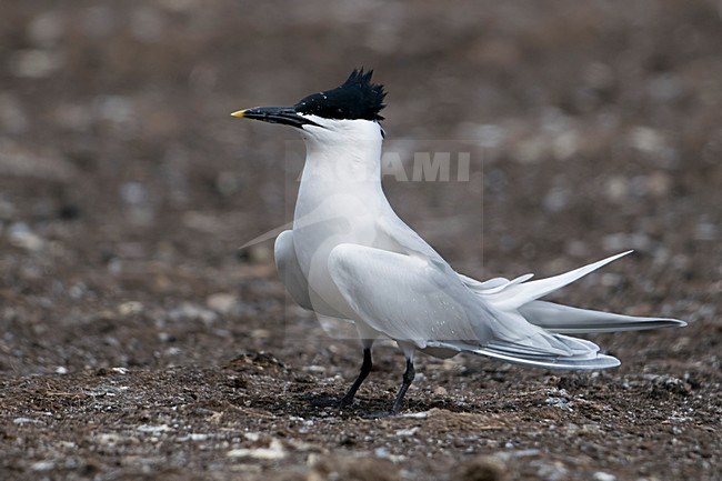 Grote stern in zit; Sandwich Tern perched stock-image by Agami/Han Bouwmeester,