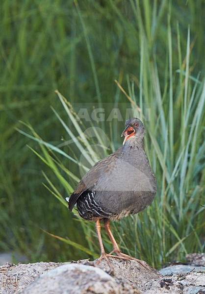 Roepende Waterral, Water Rail calling stock-image by Agami/Markus Varesvuo,