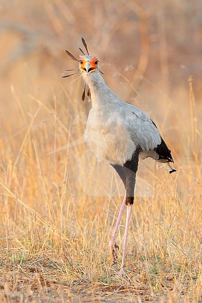 Secretarybird (Sagittarius serpentarius), front view of an adult walking in the savannah, Mpumalanga, South Africa stock-image by Agami/Saverio Gatto,