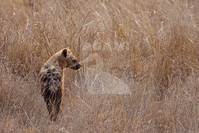 Gevlekte Hyena; Spotted Hyena stock-image by Agami/Marc Guyt,