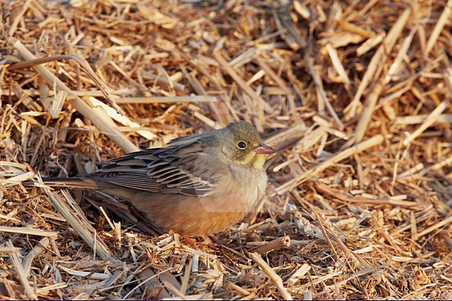 Mannetje Ortolaan in zit; Male Ortolan Bunting perched stock-image by Agami/Markus Varesvuo,