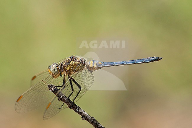 Mannetje Beekoeverlibel, Male Orthetrum coerulescens stock-image by Agami/Wil Leurs,