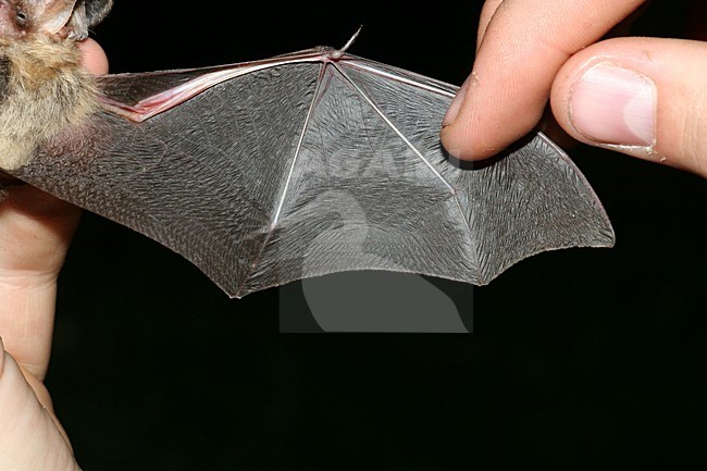 Grootoorvleermuis; Brown Long-eared Bat stock-image by Agami/Theo Douma,