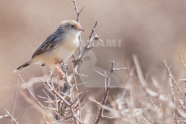 Ashy cisticola (Cisticola cinereolus) perched in a bush in Tanzania. stock-image by Agami/Dubi Shapiro,