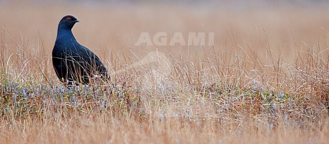 Mannetje Korhoen, Male Black grouse stock-image by Agami/Markus Varesvuo,