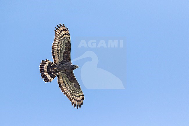 Crested Honey-Buzzard - Schopfwespenbussard - Pernis ptilorhyncus, Russia, adult male stock-image by Agami/Ralph Martin,