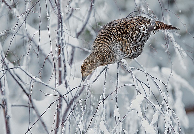 Vrouwtje Korhoen, Black Grouse female stock-image by Agami/Markus Varesvuo,