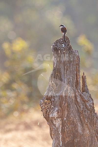 Adult Bay-backed Shrike (Lanius vittatus) perched on a wooden stump, photographed with backlight. Seen on the back. stock-image by Agami/Marc Guyt,