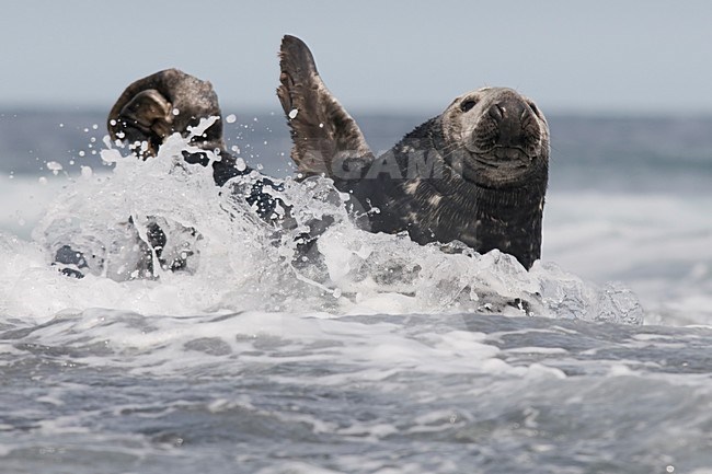 Grijze Zeehond op rotskust; Grey Seal on rocky shore stock-image by Agami/Han Bouwmeester,