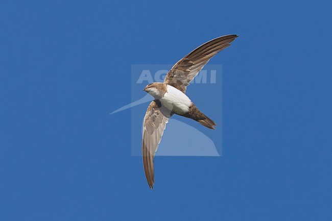 Alpengierzwaluw in de vlucht; Alpine Swift in flight stock-image by Agami/Daniele Occhiato,