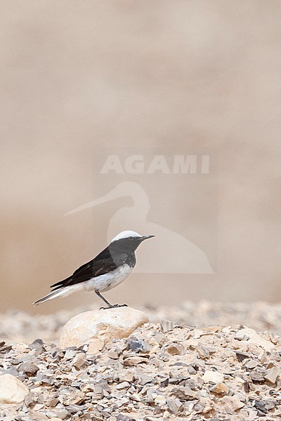 Male Hooded Wheatear (Oenanthe monacha) near Eilat, Israel stock-image by Agami/Marc Guyt,