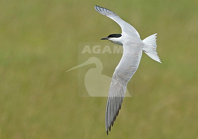 Gull-billed Tern (Gelochelidon nilotica), adult in flight, showing upperwings, seen from the side. stock-image by Agami/Fred Visscher,