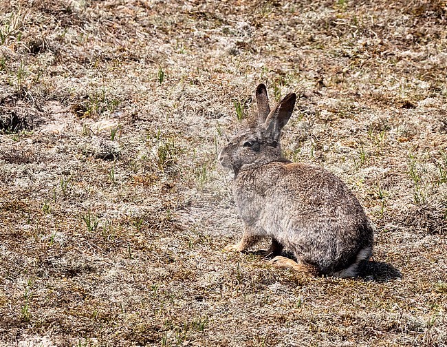European Rabbit (Oryctolagus cuniculus) perched in the Dunes of Texel stock-image by Agami/Roy de Haas,