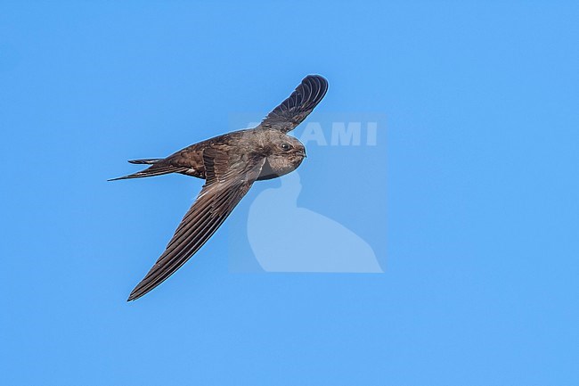 Plain Swift (Apus unicolor) flying over a ridge in mountain, Madeira. stock-image by Agami/Vincent Legrand,