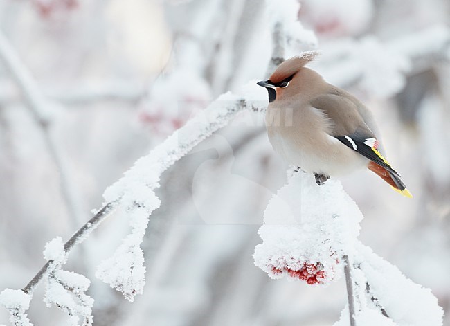 Pestvogel zittend op tak in de winter; Bohemian Waxwing perched on a branch in winter stock-image by Agami/Markus Varesvuo,