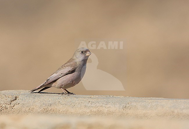 Trumpeter Finch, Woestijnvink, Bucanetes githagineus stock-image by Agami/Arie Ouwerkerk,