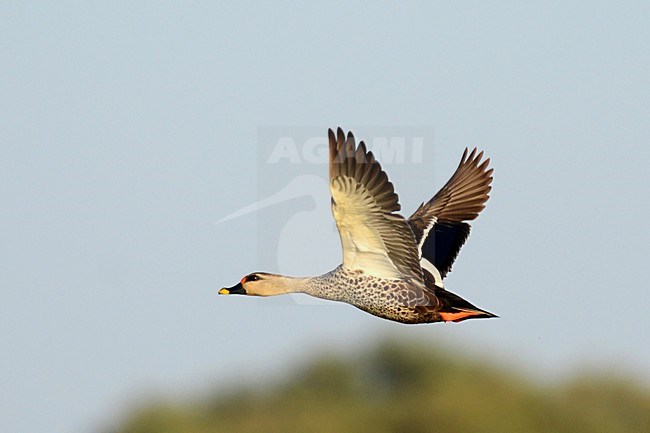 Indische Vlekbekeend, Indian Spot-billed Duck, Anas poecilorhyncha stock-image by Agami/Laurens Steijn,