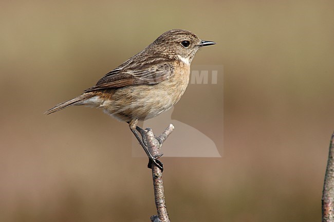 European Stonechat female perched; Roodborsttapuit vrouw zittend stock-image by Agami/Marc Guyt,