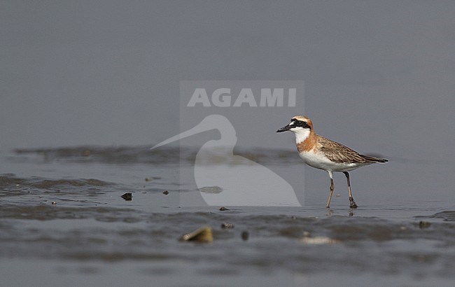 Adult male Greater Sand Plover (Charadrius leschenaultii leschenaultii) at Paem Bak Lia in Thailand. stock-image by Agami/Helge Sorensen,