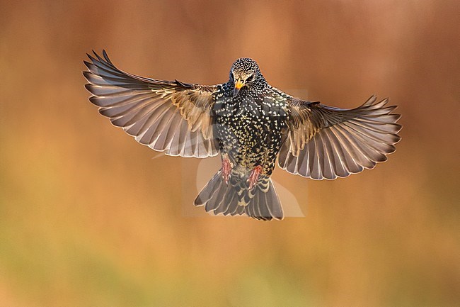 Spreeuw in vlucht; Common Starling in flight stock-image by Agami/Daniele Occhiato,