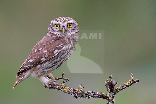 Little Owl, Basilicata, Italy (Athene noctua) stock-image by Agami/Saverio Gatto,