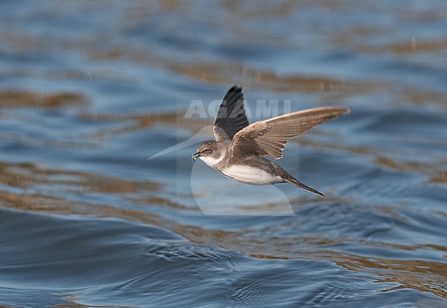 Oeverzwaluw vliegend boven water; Sand martin flying above water stock-image by Agami/Jari Peltomäki,