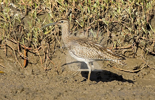 Regenwulp, Eurasian Wimbrel stock-image by Agami/Roy de Haas,