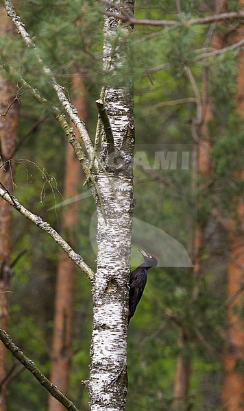 Black Woodpecker - Schwarzspecht - Dendrocopus martius ssp. martius, Poland, adult male stock-image by Agami/Ralph Martin,