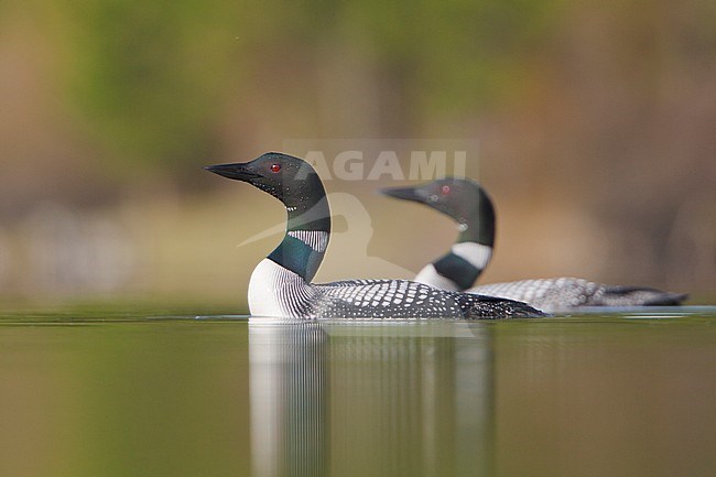 Common Loon (Gavia immer) swimming on a pond in the Okanagan Valley, BC, Canada. stock-image by Agami/Glenn Bartley,
