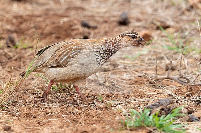 Crested Francolin (Ortygornis sephaena), side view of an adult walking, Mpumalanga, South Africa stock-image by Agami/Saverio Gatto,