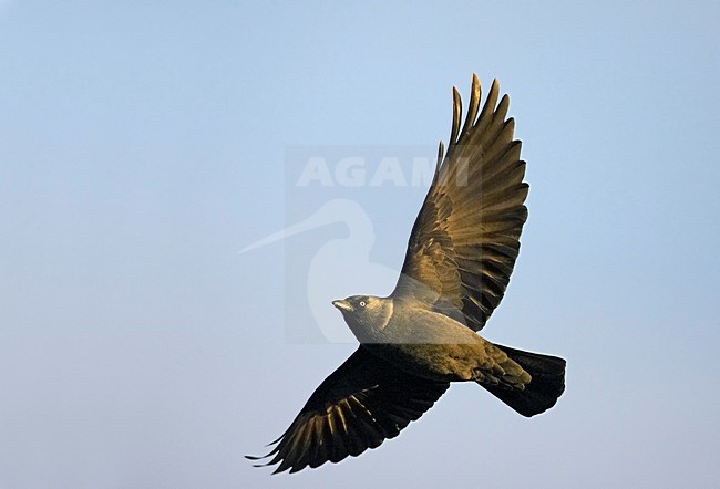 Kauw in de vlucht; Eurasian Jackdaw in flight stock-image by Agami/Markus Varesvuo,