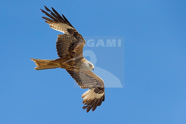 Rode Wouw in de vlucht; Red Kite in flight stock-image by Agami/Daniele Occhiato,