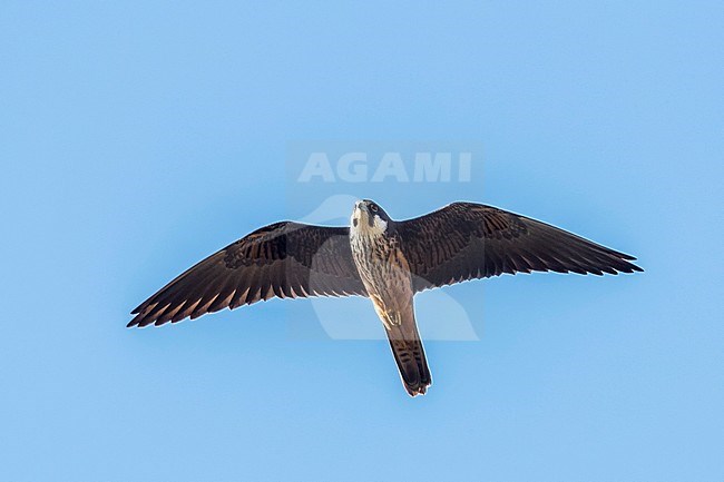 Light morph Eleonora's Falcon flying against blue sky in Ibiza, July 2016. stock-image by Agami/Vincent Legrand,