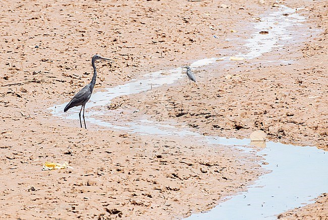 Endangered Humblot's Heron (Ardea humbloti) in Madagascar. The major threats the heron faces are poaching and habitat destruction stock-image by Agami/Marc Guyt,