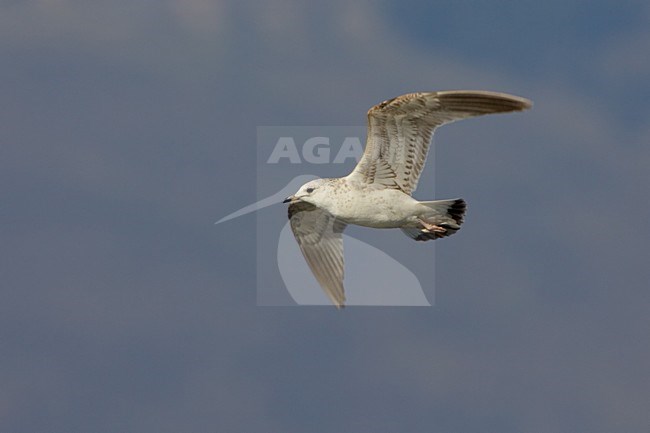 Onvolwassen Stormmeeuw in vlucht; Immature Common Gull in flight stock-image by Agami/Daniele Occhiato,