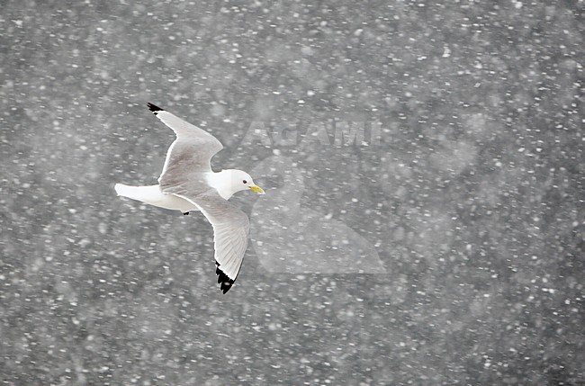 Drieteenmeeuw volwassen vliegend in sneeuw; Black-legged Kittiwake adult flying in snow stock-image by Agami/Markus Varesvuo,