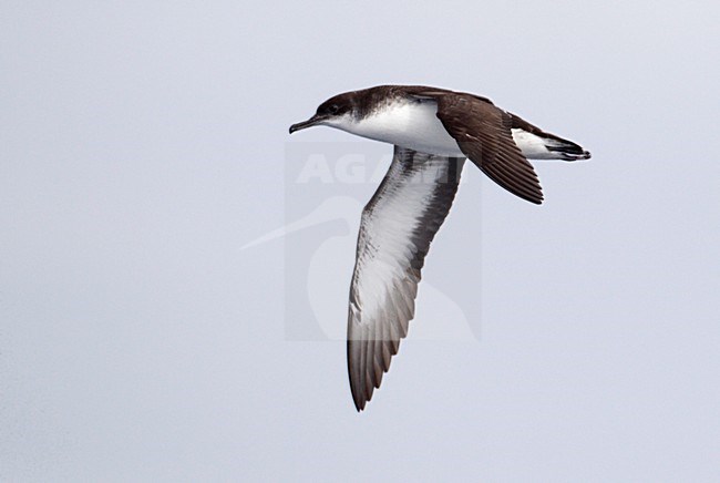 Noordse Pijlstormvogel in vlucht; Manx Shearwater in Flight stock-image by Agami/Mike Danzenbaker,