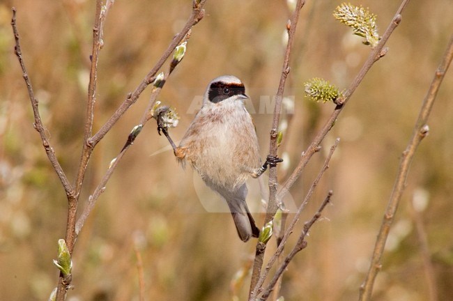 Buidelmees zittend op takje in moeras; Penduline Tit perched on twig in marsh stock-image by Agami/Martijn Verdoes,