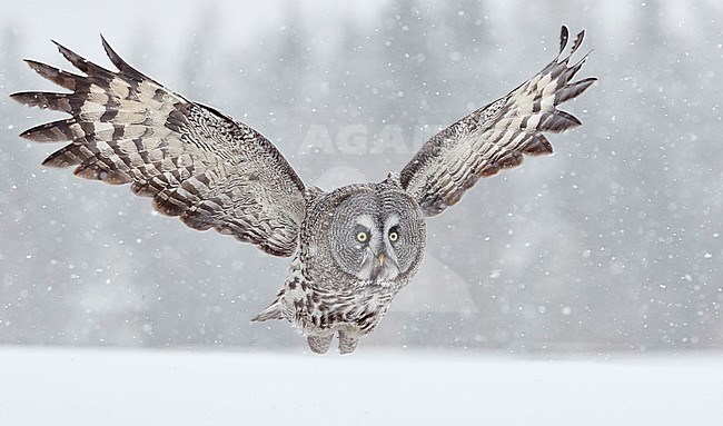 Great Grey Owl (Strix nebulosa) dring cold winter in taiga forest in northern Finland. stock-image by Agami/Markus Varesvuo,