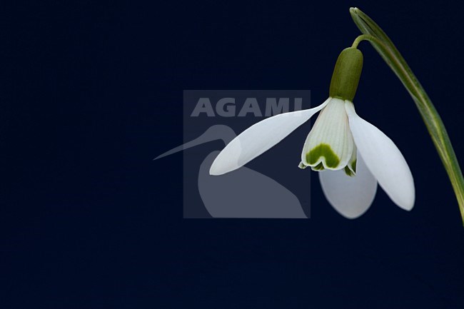Closeup van de bloem van een sneeuwklokje, Close-up of a snowdrop flower stock-image by Agami/Wil Leurs,