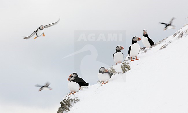 Groep Papegaaiduikers op besneeuwde kust; Group of Atlantic Puffins in the snow stock-image by Agami/Markus Varesvuo,