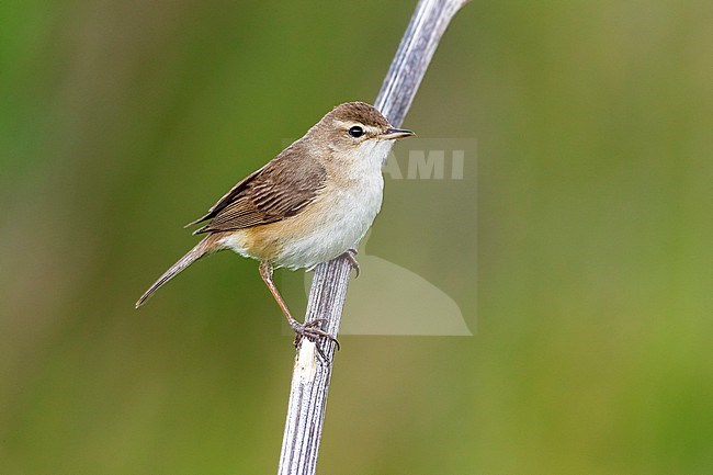 Adult Booted Warbler perched on a branch near Ekaterinburg, June 2016. stock-image by Agami/Vincent Legrand,